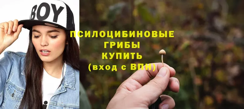 Псилоцибиновые грибы Psilocybe  Александровск 